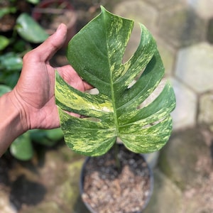 Monstera Marmorata Variegated With 1 Leafe | free phythosanitary certificate