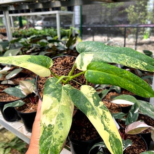 Philodendron Domesticum Variegated Live Plants | free phythosanitary certificate