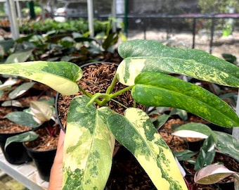 Philodendron Domesticum Variegated Live Plants | free phythosanitary certificate