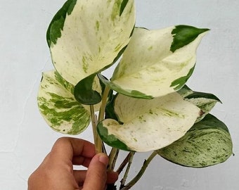 Epipremnum Manjula House Plant Id live plants Free Phytosanitary Certificates Ship by DHL Express