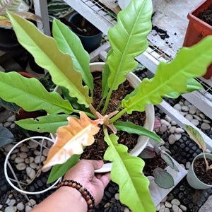 May include: A houseplant with large, green leaves with a hint of orange. The plant is in a white pot with brown soil.