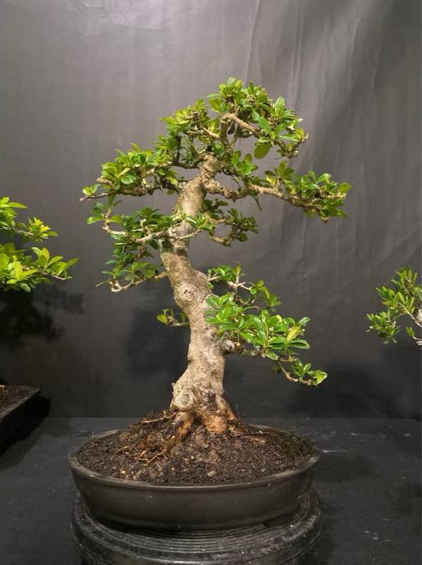 Bonsai Hokiantea Exotic Live Plants | Free Phytosanitary Certificates | DHL  Express - Etsy