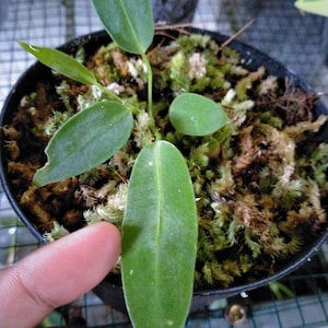 Baby Anthurium Warocqueanum lebende Pflanzen für drinnen und draußen | Kostenlose Pflanzengesundheitszertifikate | DHL Express