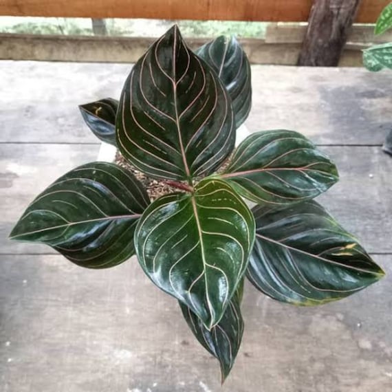 アグラオネマ　ロタンダム　アチェ　Rotundum aceh Aglaonema Rotundum Aceh Exotic Plants | Free Phythosanitary