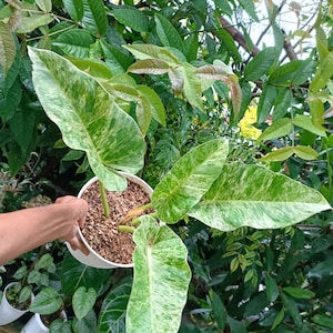 Philodendron Giganteum Marble Variegated | free phythosanitary certificate