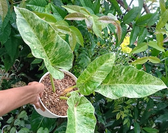 Philodendron Giganteum Marble Variegated | free phythosanitary certificate
