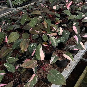 Philodendron Pink Princess | free phythosanitary certificate