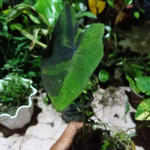 Colocasia - Xanthosoma Live Plants | Free Phytosanitary Certificate | DHL Expess Shipping