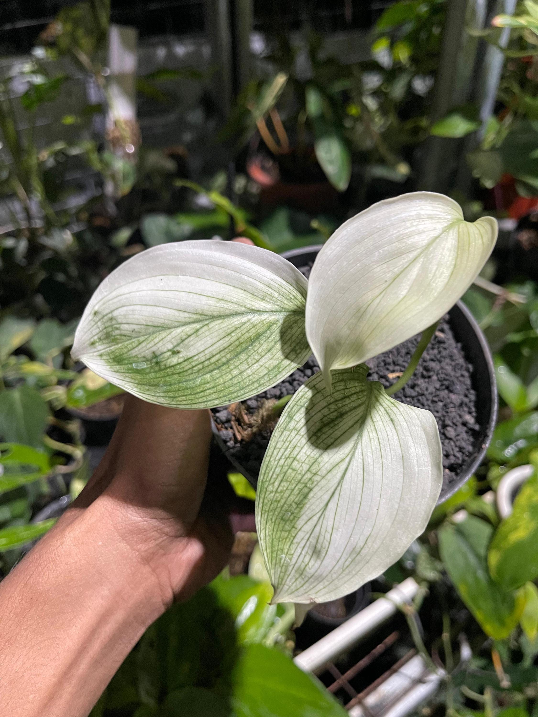 Scindapsus White Monster Variegated Live Plants Best Sale | Free