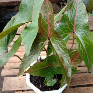 Alocasia Cyrtosperma Johnstonii Black Jack | free phythosanitary certificate