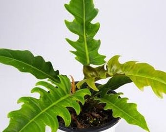 Rare Philodendron Caramel Pluto Live Plants Free phythosanitary certificate DHL express