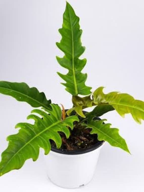 Rare Philodendron Caramel Pluto Live Plants Free Phythosanitary Certificate  DHL Express - Etsy