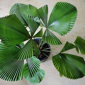 May include: A green fan palm plant with multiple fronds growing in a pot. The plant has a tropical appearance and is a popular choice for indoor and outdoor landscaping.