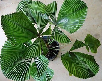 Licuala Cordata Sp Borneo Palm Tree | free phythosanitary certificate DHL express