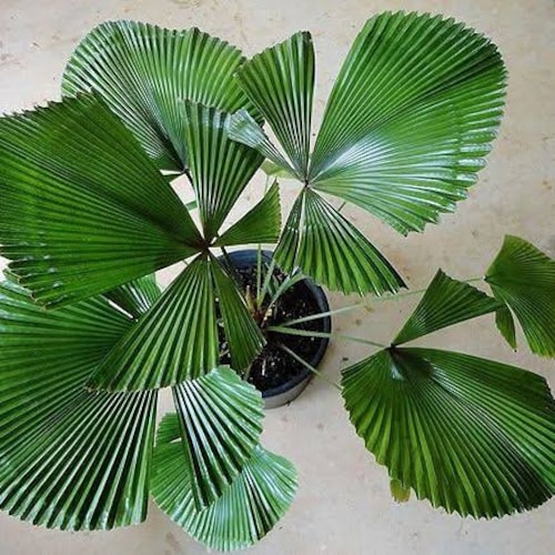 Licuala Cordata Sp Borneo Palm Tree | free phythosanitary certificate DHL express