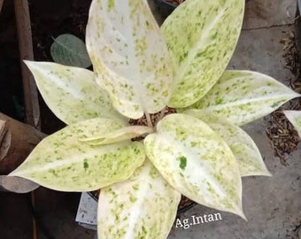 Aglaonema Intan Ice Cream Rare Plants | free phythosanitary certificate