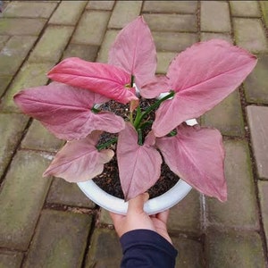Syngonium Pink Perfection Live Plants | free phythosanitary certificate
