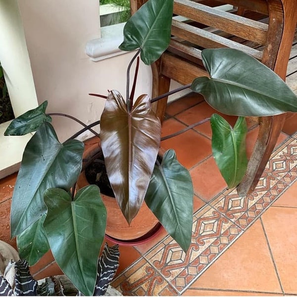 Philodendron Dark Lord Indoor und Outdoor lebende Pflanzen | Kostenlose Pflanzengesundheitszertifikate | DHL Express