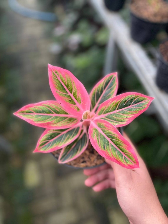 Aglaonema Lotus Delight Exotic Plants | Free Phythosanitary