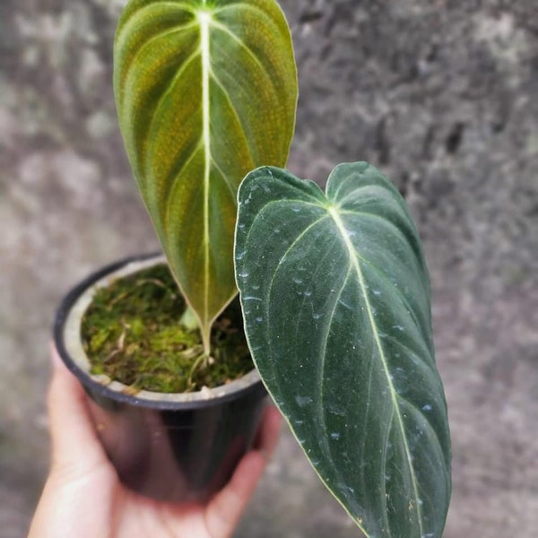 Philodendron Melanochrysum | Free Phytosanitary | DHL Express Shipping