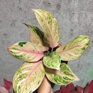 Aglaonema Airport Variegated - Etsy