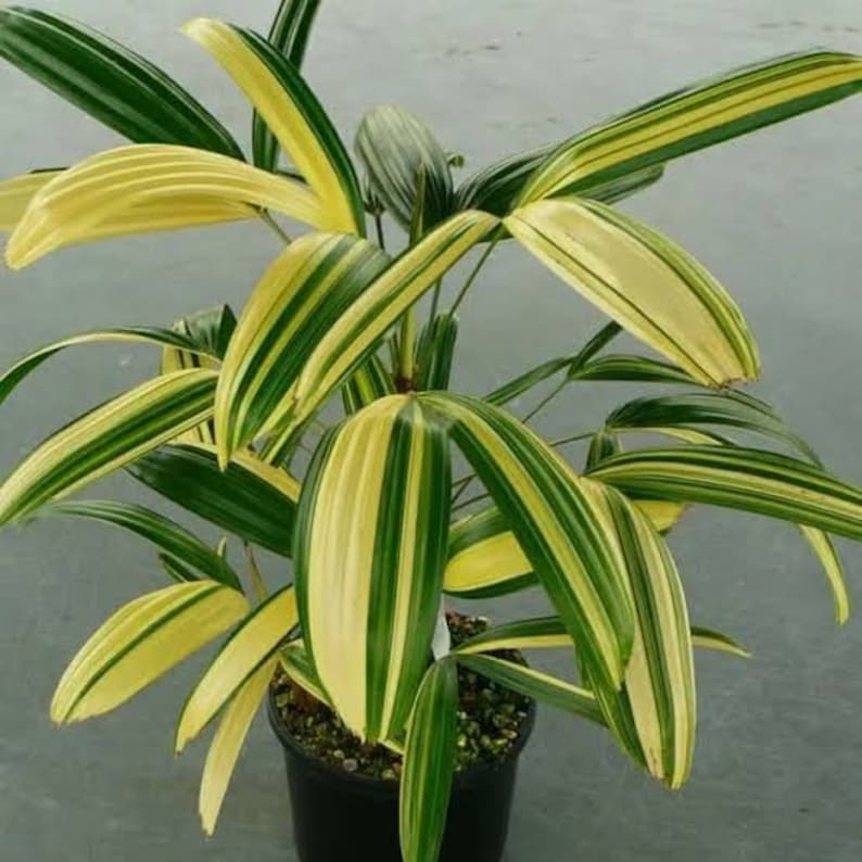 Rhapis Humilis Lady Palm Tree Variegated free phythosanitary certificate image 3