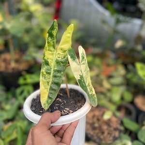 May include: A small, variegated plant with green and yellow leaves in a white plastic pot. The plant is being held by a hand.