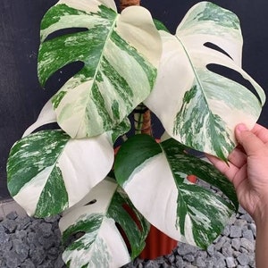 Monstera Variegated Live Plants With 1 Leafe | free phythosanitary certificate