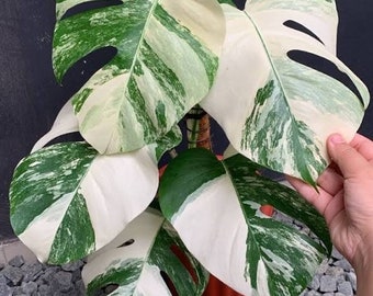 Monstera Variegated Live Plants With 1 Leafe | free phythosanitary certificate
