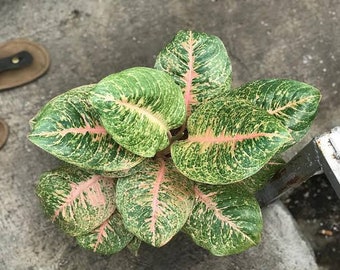 Aglaonema Harleyqueen Live Plants Free phythosanitary certificate DHL express