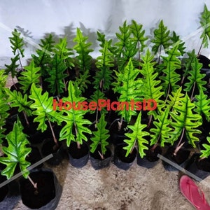 Tubers Alocasia Jacklyn | Free Phytosanitary Certificate | DHL EXPRESS
