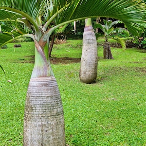 Rare Hyophorbe lagenicaulis Palm Red Palm Bootle Aroid Tropical Live Plants | Free Phytosanitary Certificates | DHL Express