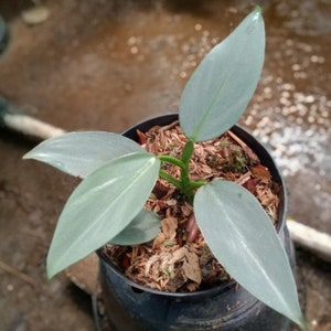 Plantes Vivantes Philodendron Hastatum Silver Sword | Phytosanitaire gratuit | Expédition Express DHL