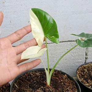 Alocasia Macrorrizha Variegated | Free Phytosanitary | DHL Express Shipping