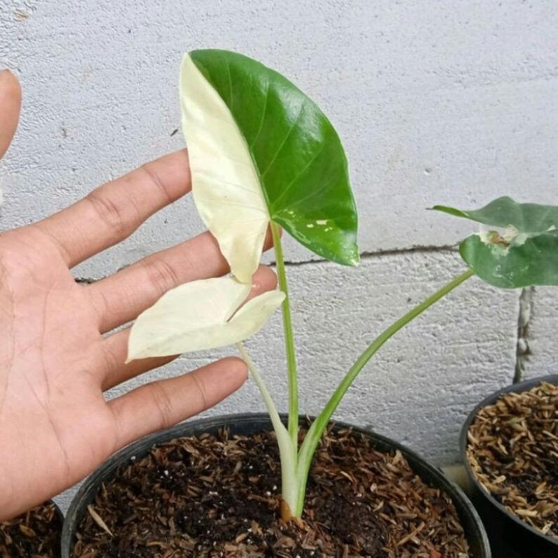 spathiphyllum variegata domino Spathiphyllum Domino