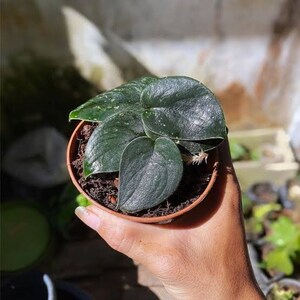 May include: A small potted plant with dark green, velvety leaves. The plant is in a brown terracotta pot.