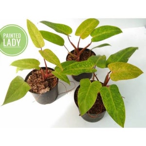 May include: Three potted plants with vibrant green and yellow leaves. The plants have reddish stems and are in black pots. A green circle with the words "PAINTED LADY" is in the upper left corner.