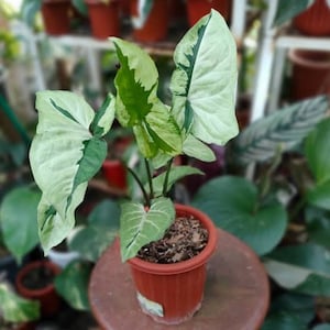 Syngonium Green Beauty House Plants Aroid | Free Phytosanitary Certificates DHL Express
