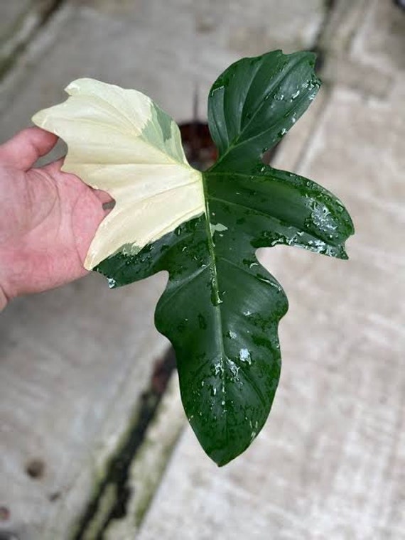 Philodendron Golden Dragon Variegated Live Plants | free phythosanitary certificate