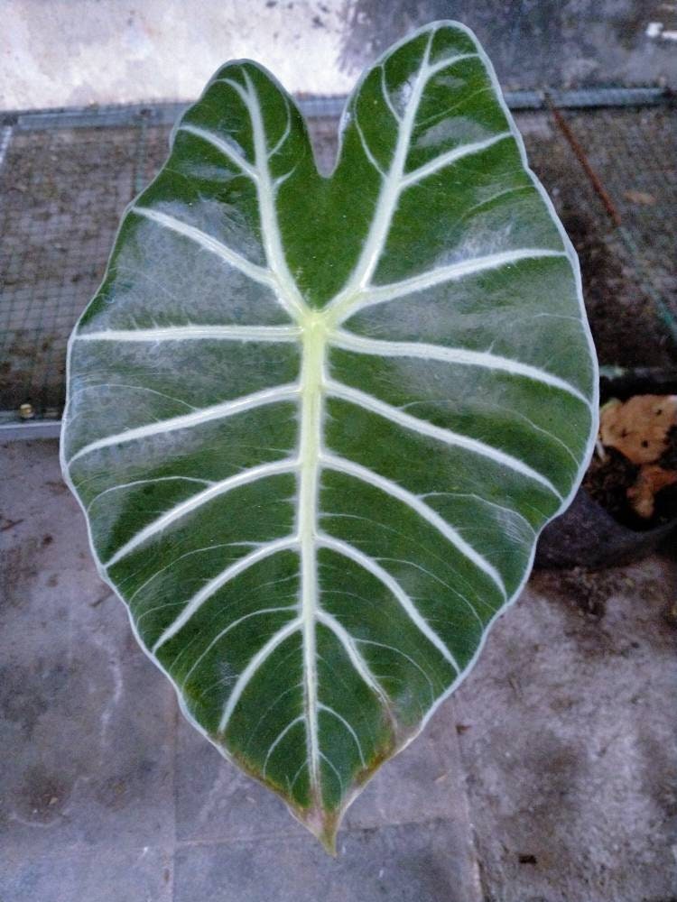 Alocasia watsoniana - Etsy 日本 Alocasia watsoniana - Etsy 日本