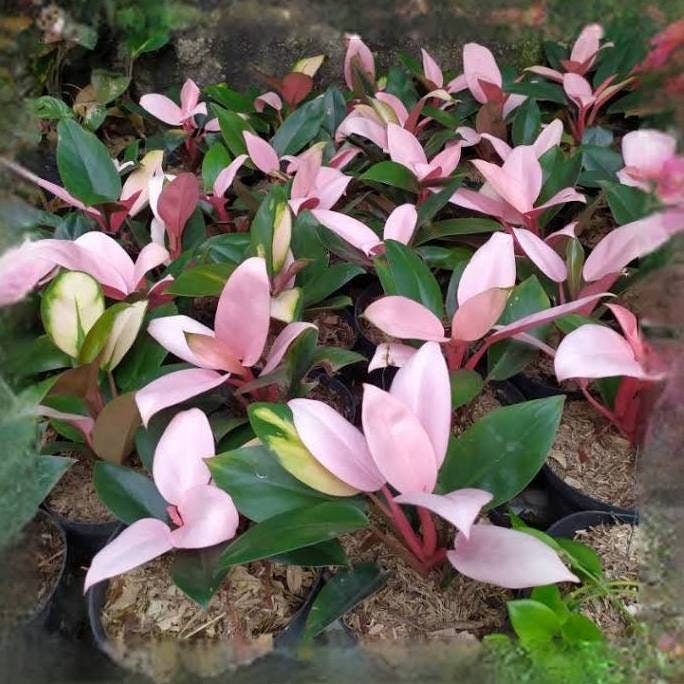 Wholesale 3x Philodendron Pink Congo | Free Phythosanitary Certificate -  Etsy