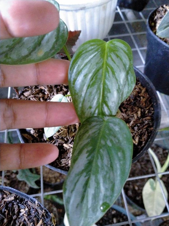 Philodendron Sodiroi Indoor and Outdoor Live Plants | Free Phytosanitary  Certificates | DHL Express - Etsy