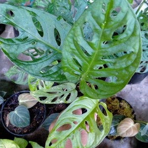 May include: A close-up of a green Monstera adansonii plant with large, perforated leaves. The plant is potted and appears to be healthy.