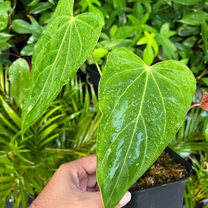 Anthurium Green Mamba Live Plants | free phythosanitary certificate