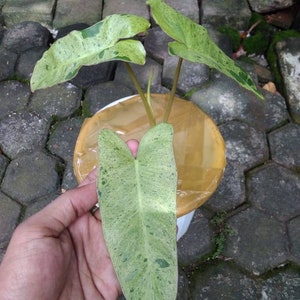 Philodendron Paraiso Verde | DHL Expess Shipping