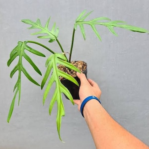 Philodendron Elegans Free Phythosanitary Certificate