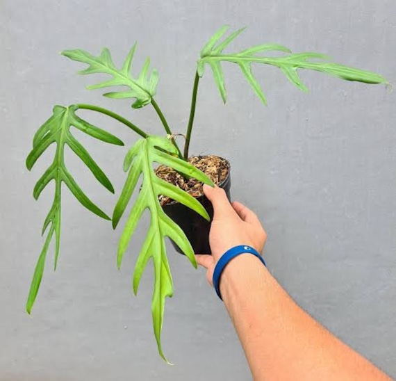 Philodendron Elegans Free Phythosanitary Certificate