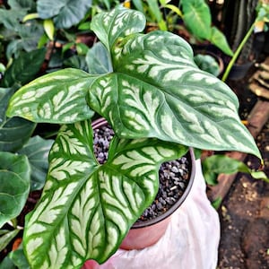 Cercestis Mirabilis Calladium Tatto | Free Phytosanitary Certificates | DHL Express