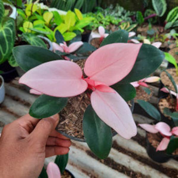 Wholesale 3x Philodendron Pink Congo | free phythosanitary certificate