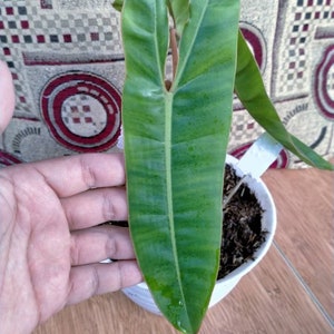 Philodendron Billietiae House Plants indoor and outdoor | Phytosanitary Certificate | DHL Express Shipping